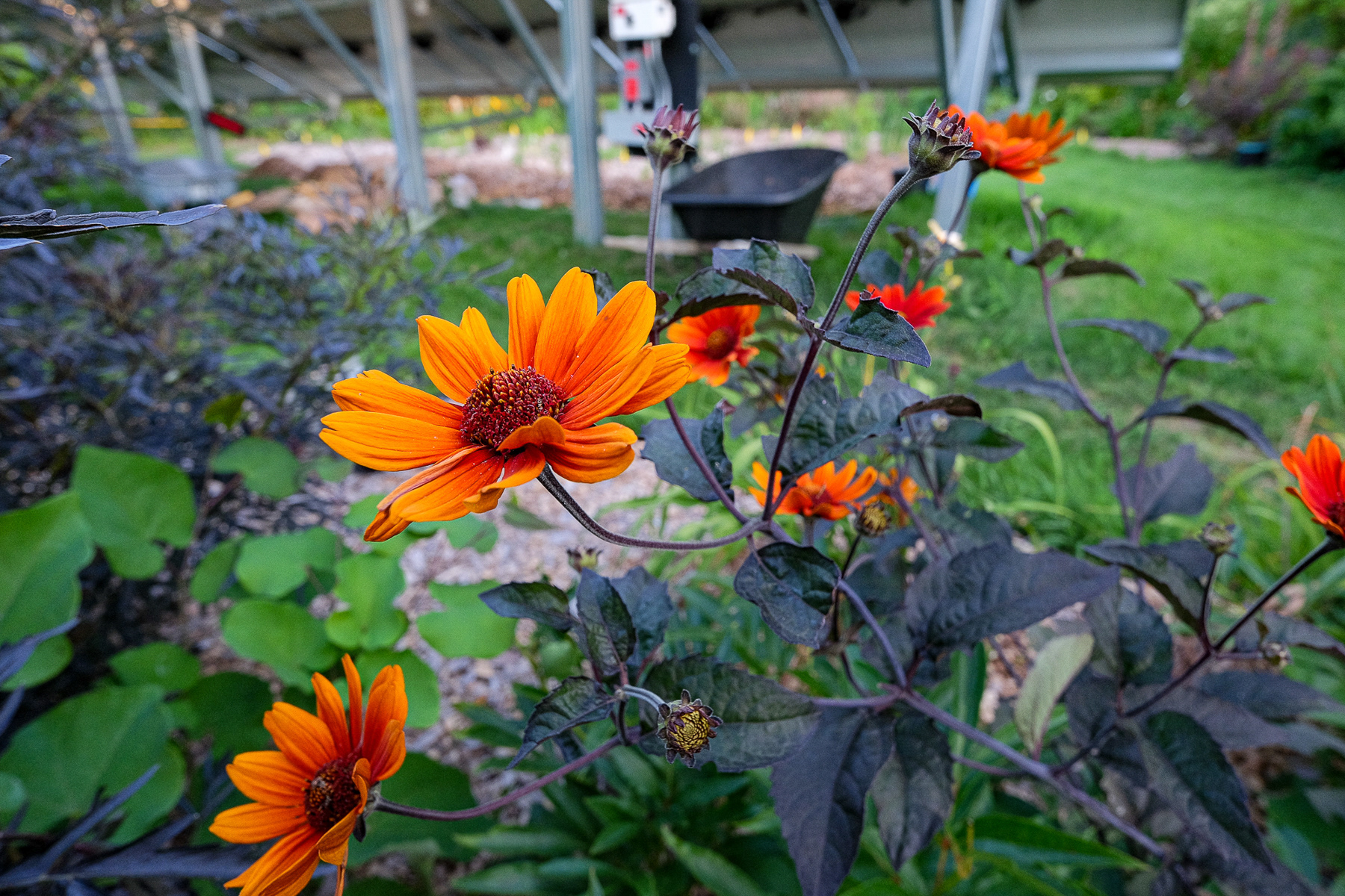 heliopsis 'Burning Hearts'