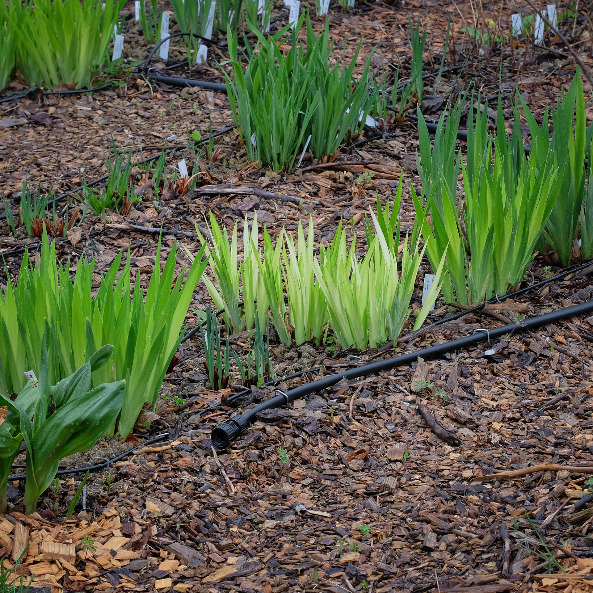 iris beds