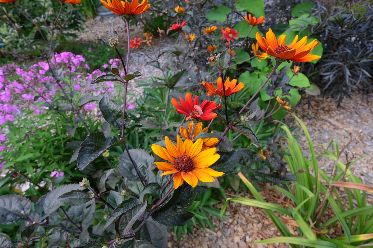 heliopsis 'Burning Hearts'