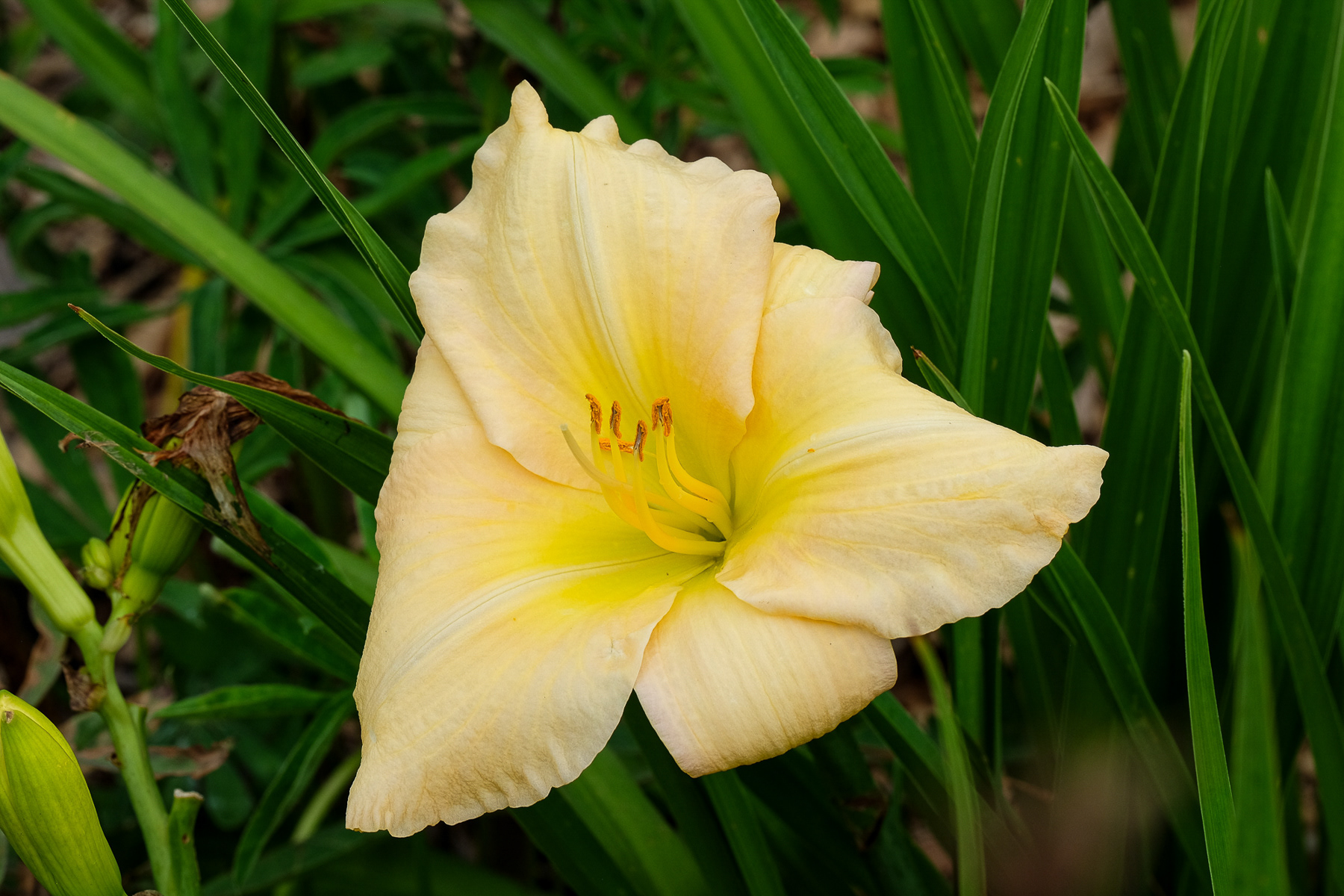 hemerocallis NOID