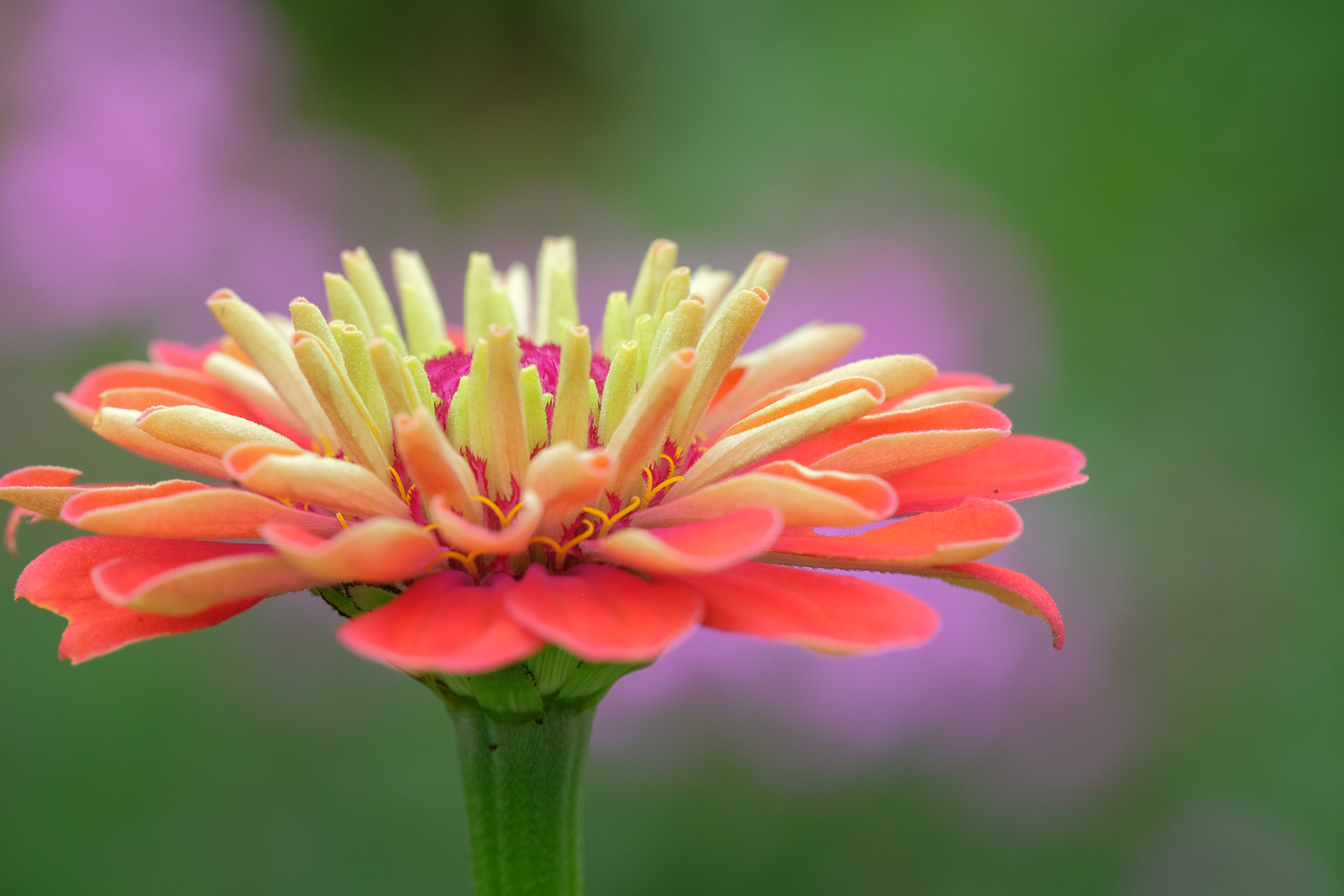 zinnia