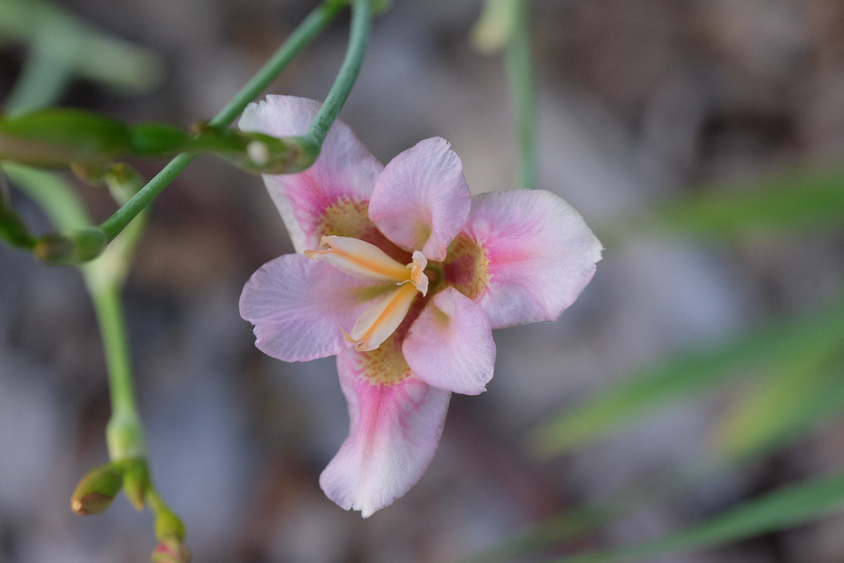 iris norrisii
