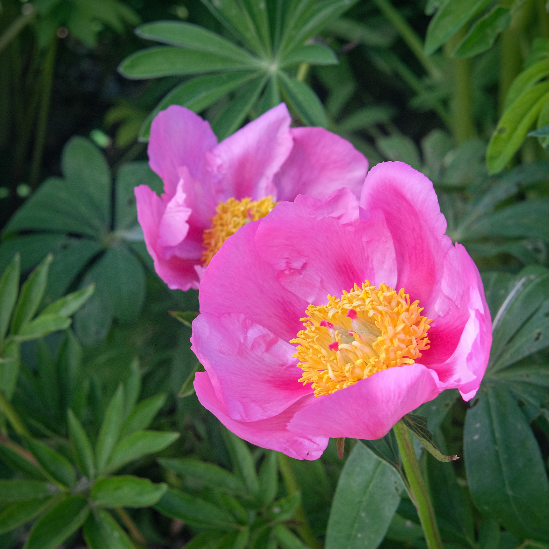 peony 'Abalone Pearl'