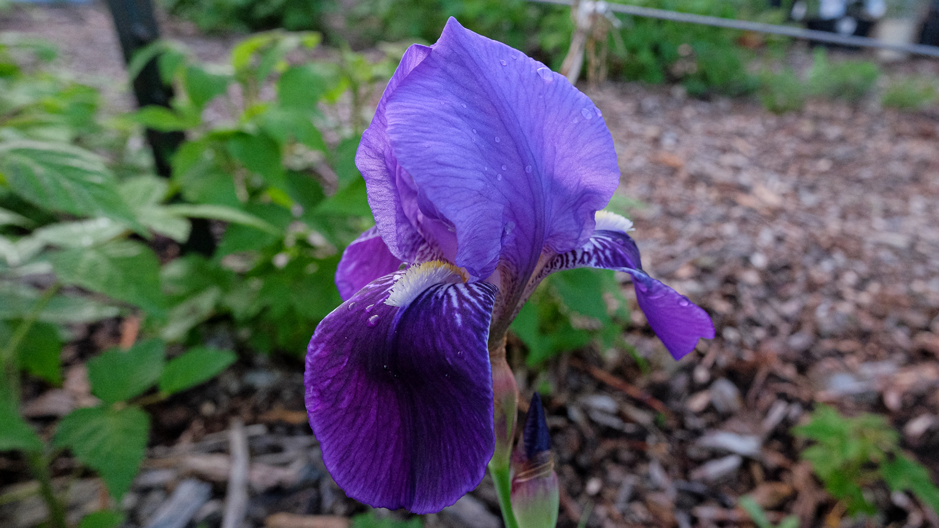 iris germanica from W.Roller