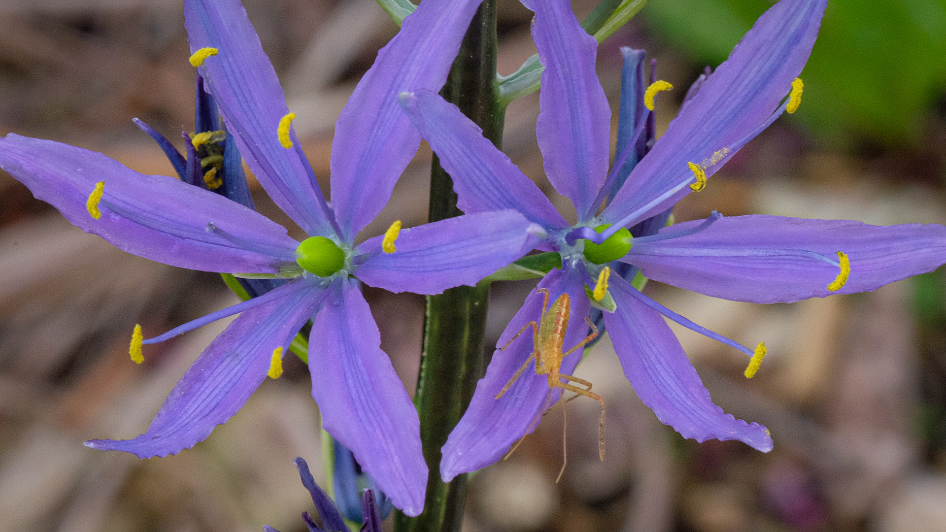 Camassia leichtlinii Caerulea
