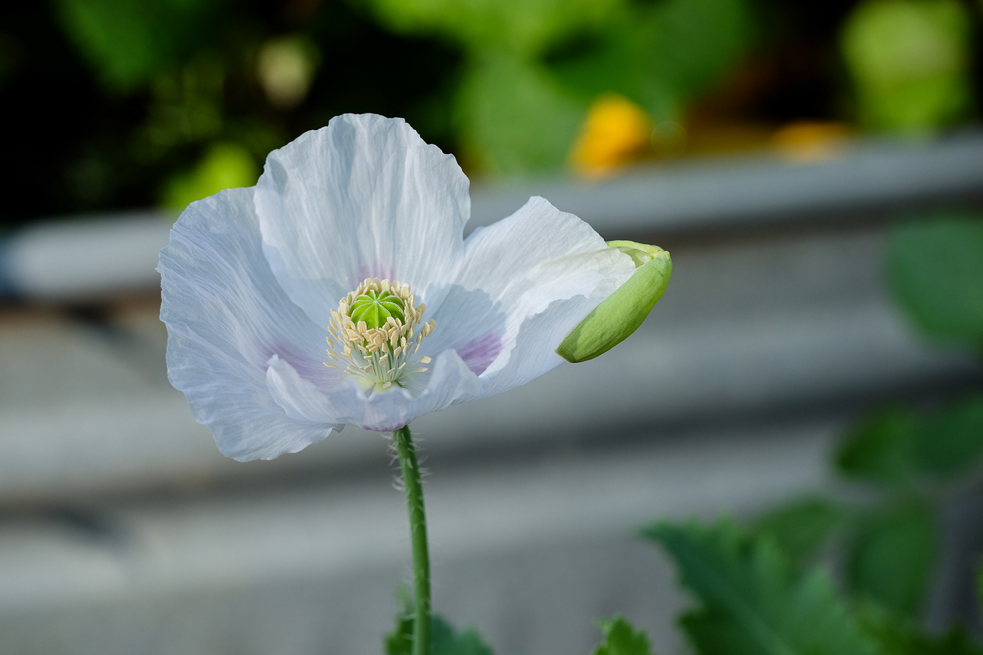 papaver somniferum from Gordon B.