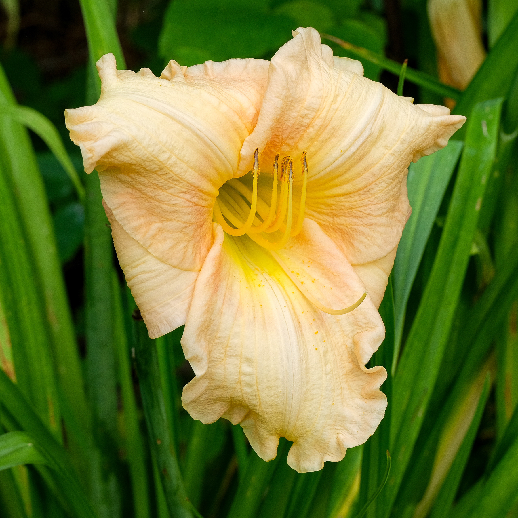 hemerocallis NOID