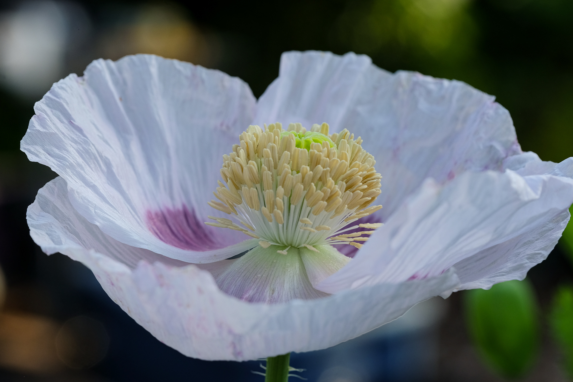 papaver somniferum