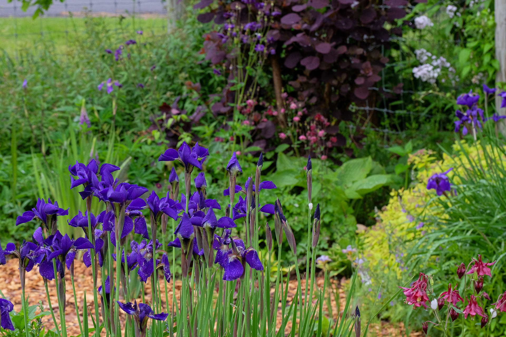 Siberian iris 'Caesar's Brother'