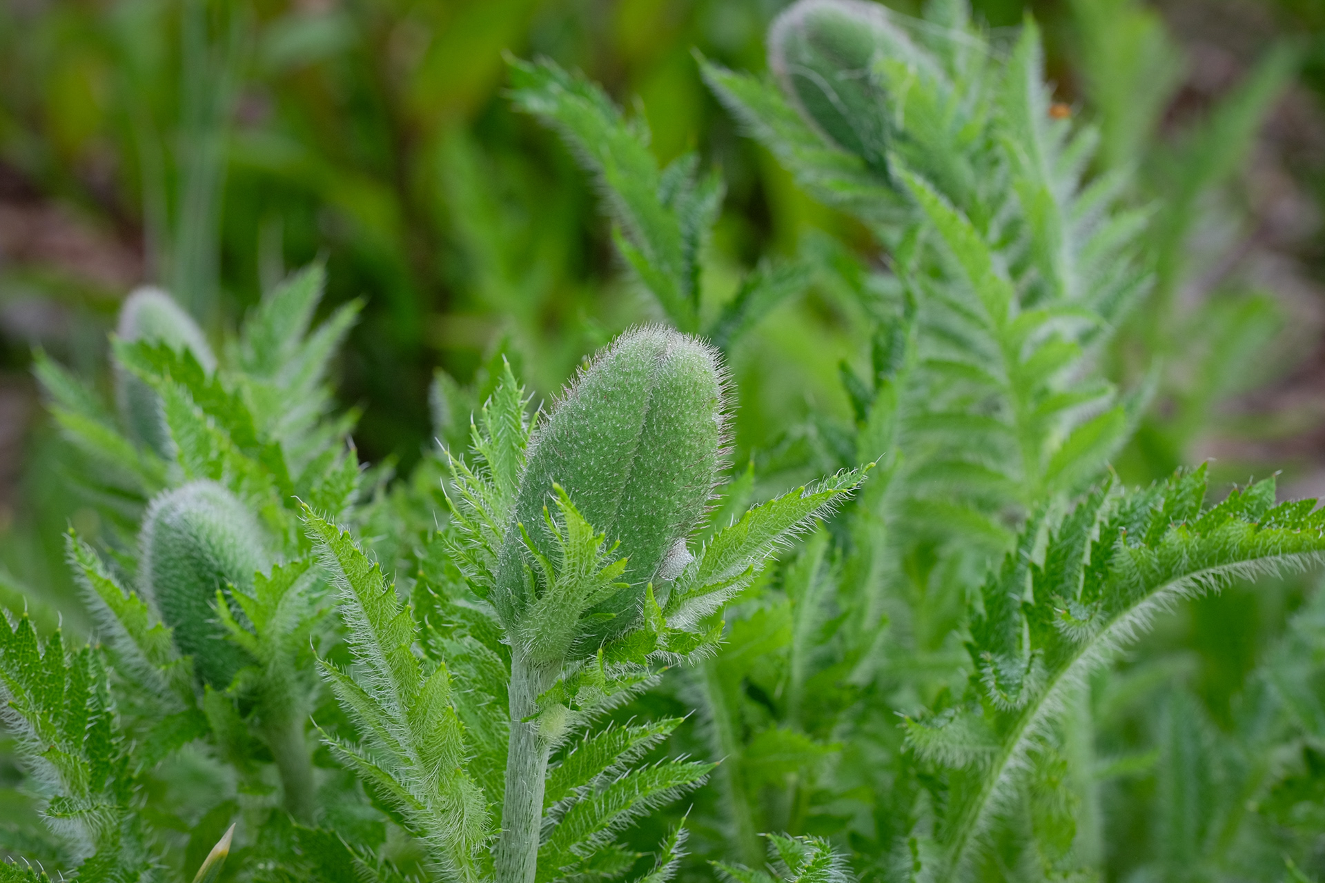 papaver orientalis