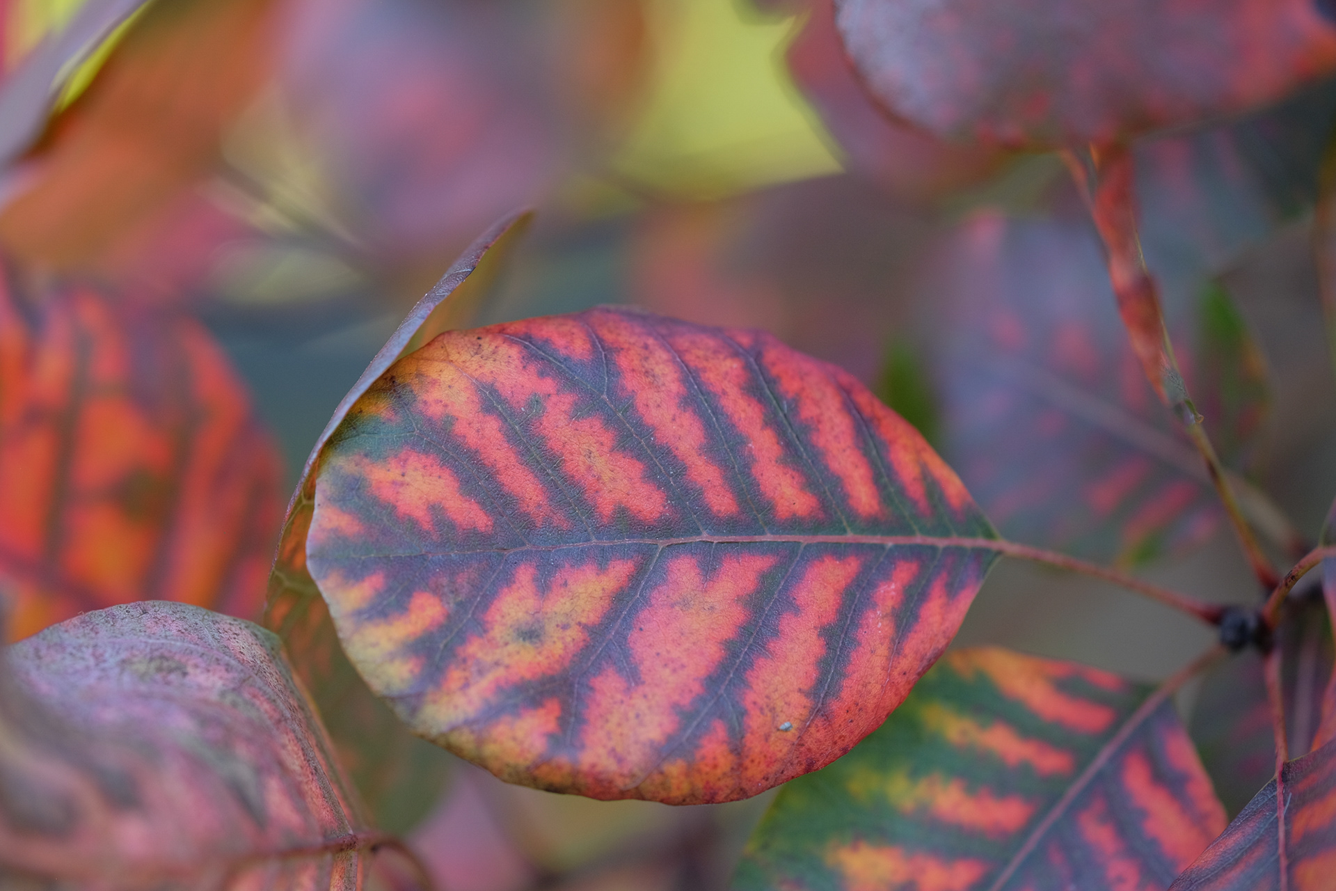 cotinus, purple smoke bush