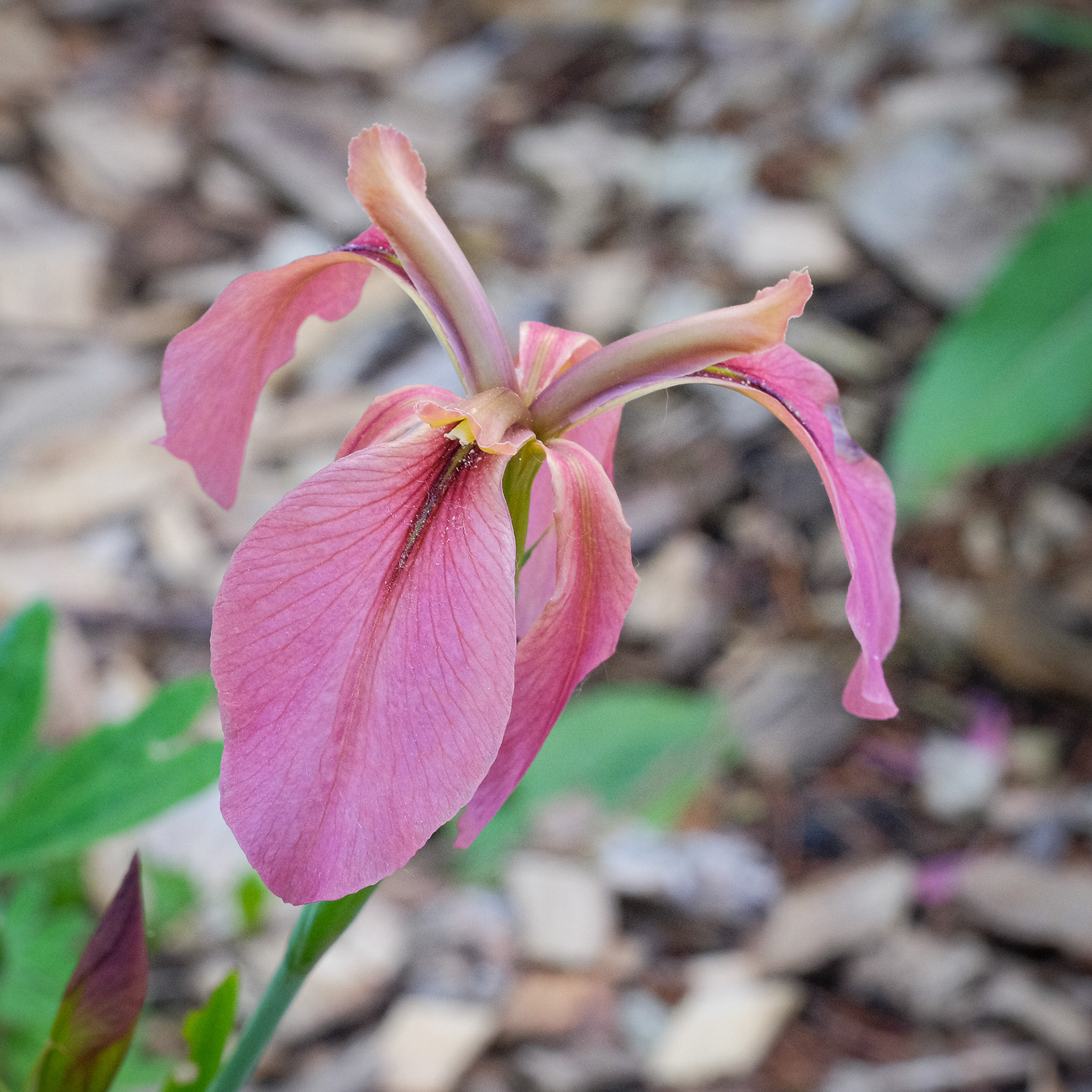 pink fulva