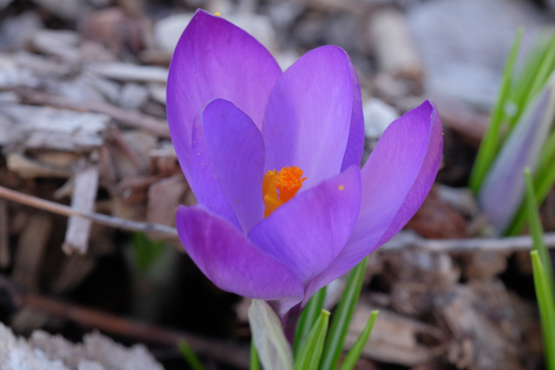 crocus