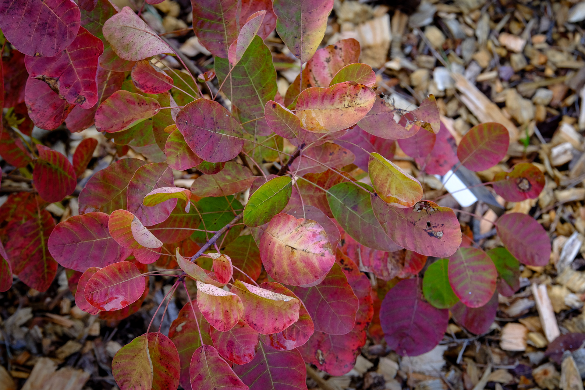 'Winecraft Gold' smokebush