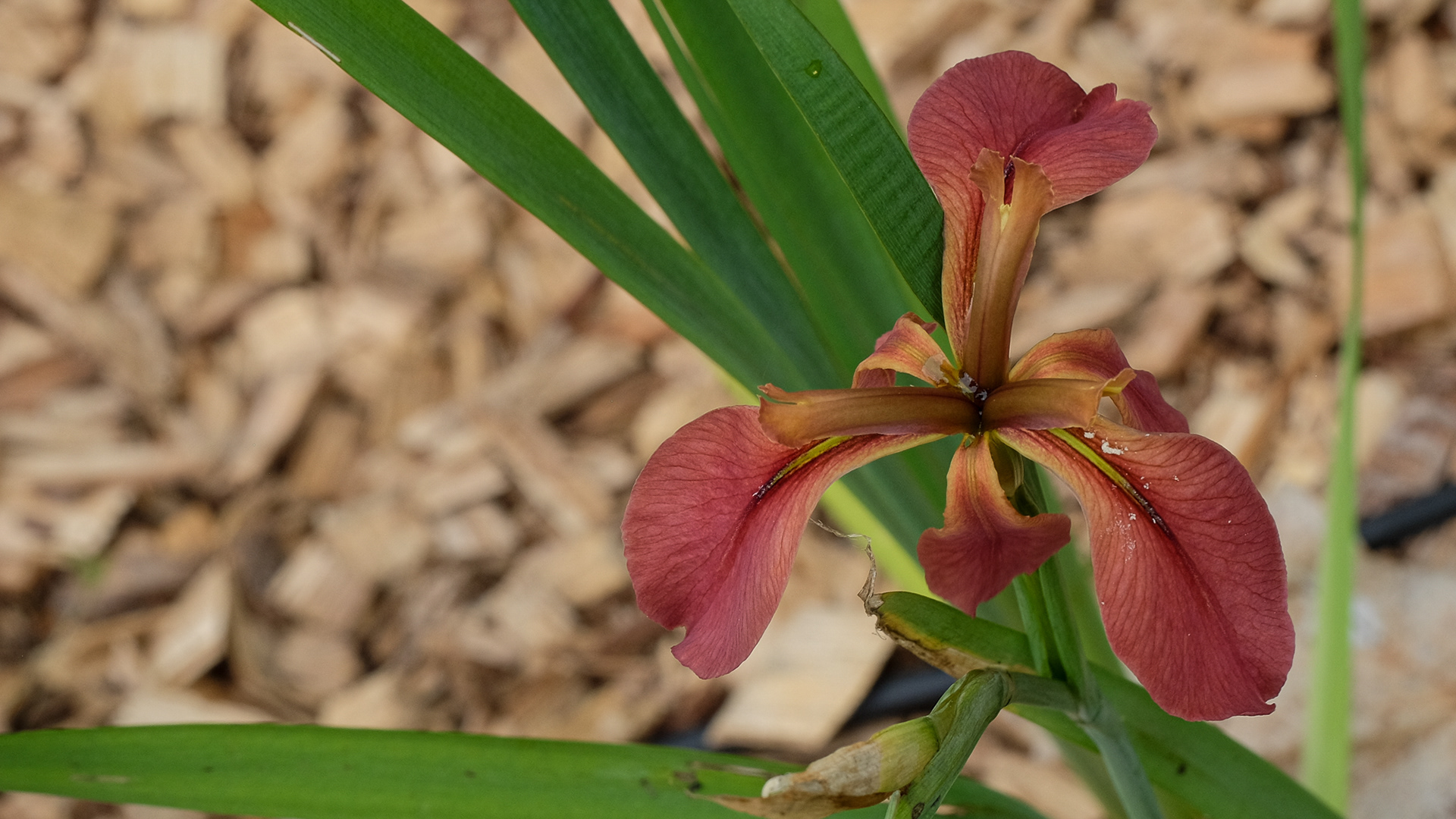 iris fulva 'Wee Penny'
