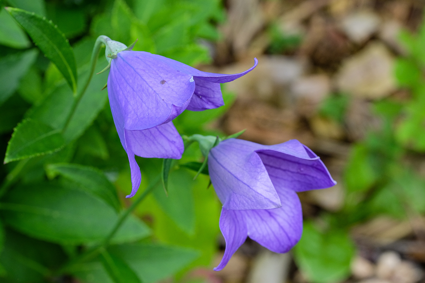 campanula