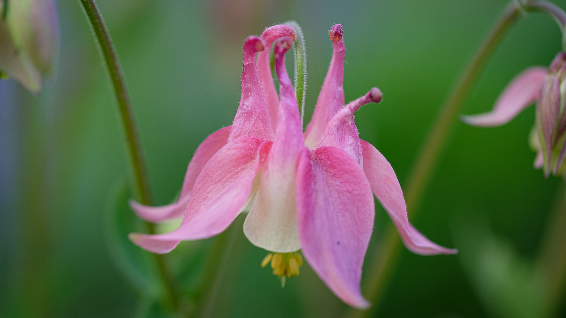 aquilegia