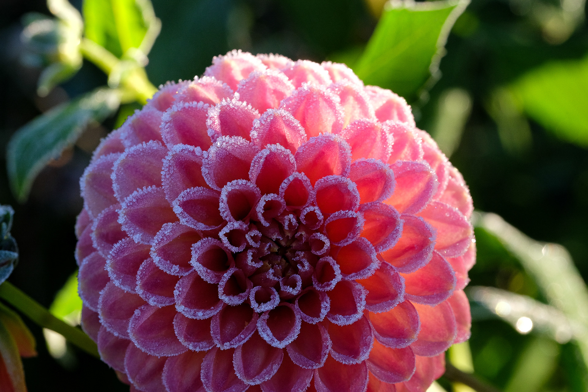 dahlia