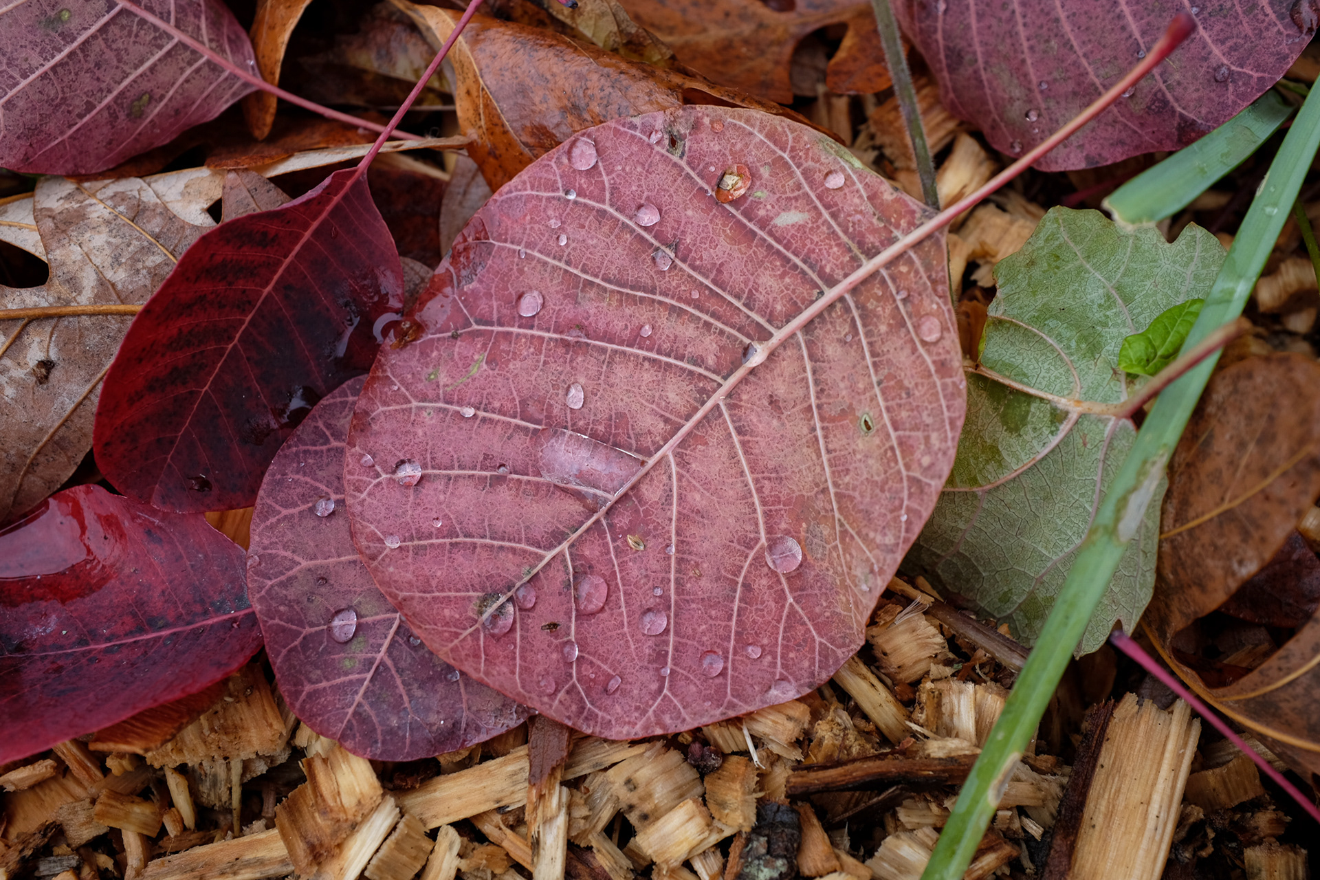 Purple Smokebush, Cotinus coggygria 'Royal Purple'