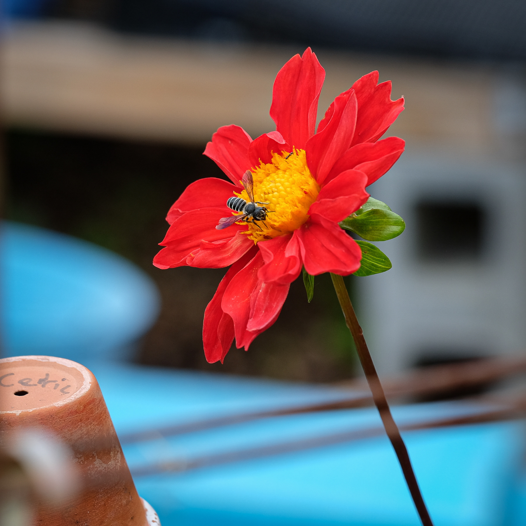 dahlia grown from seed