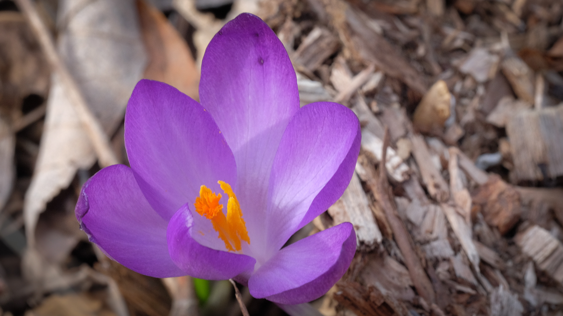 crocus