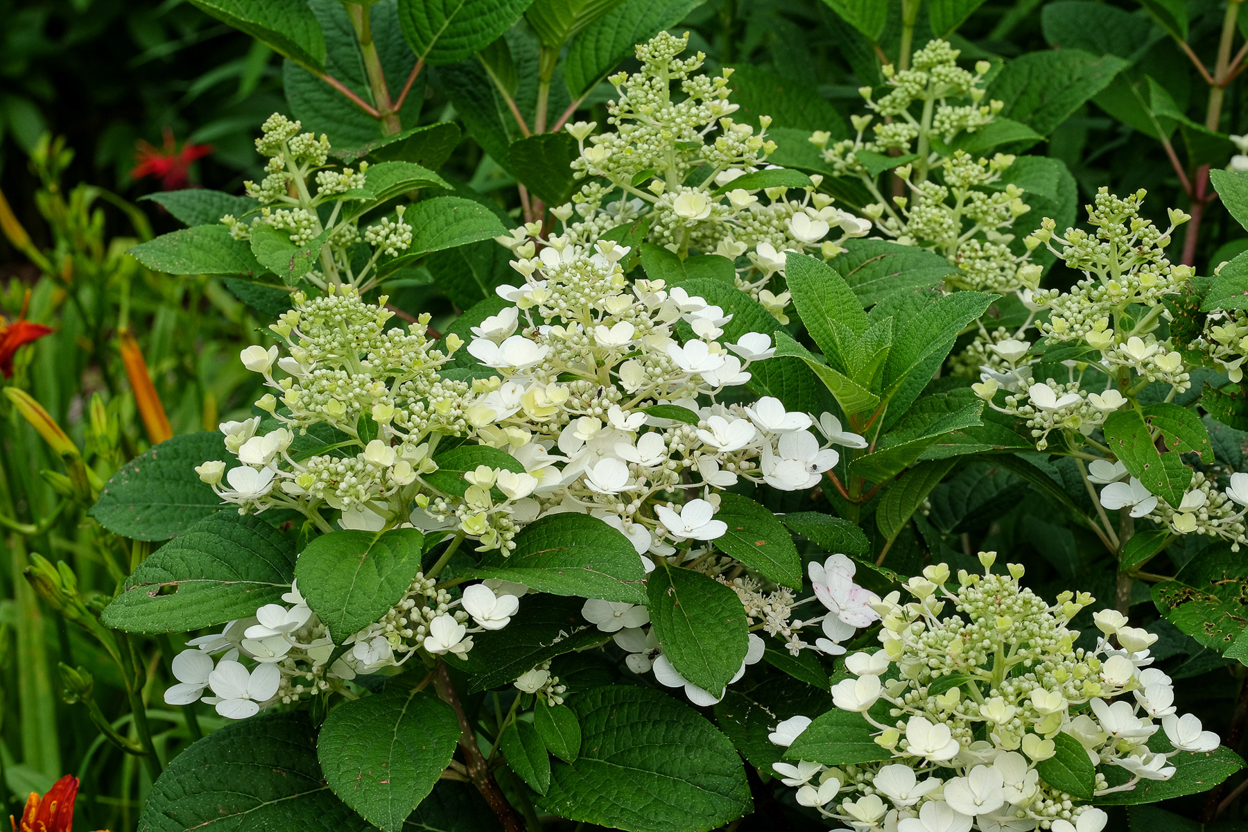 hydrangea paniculata