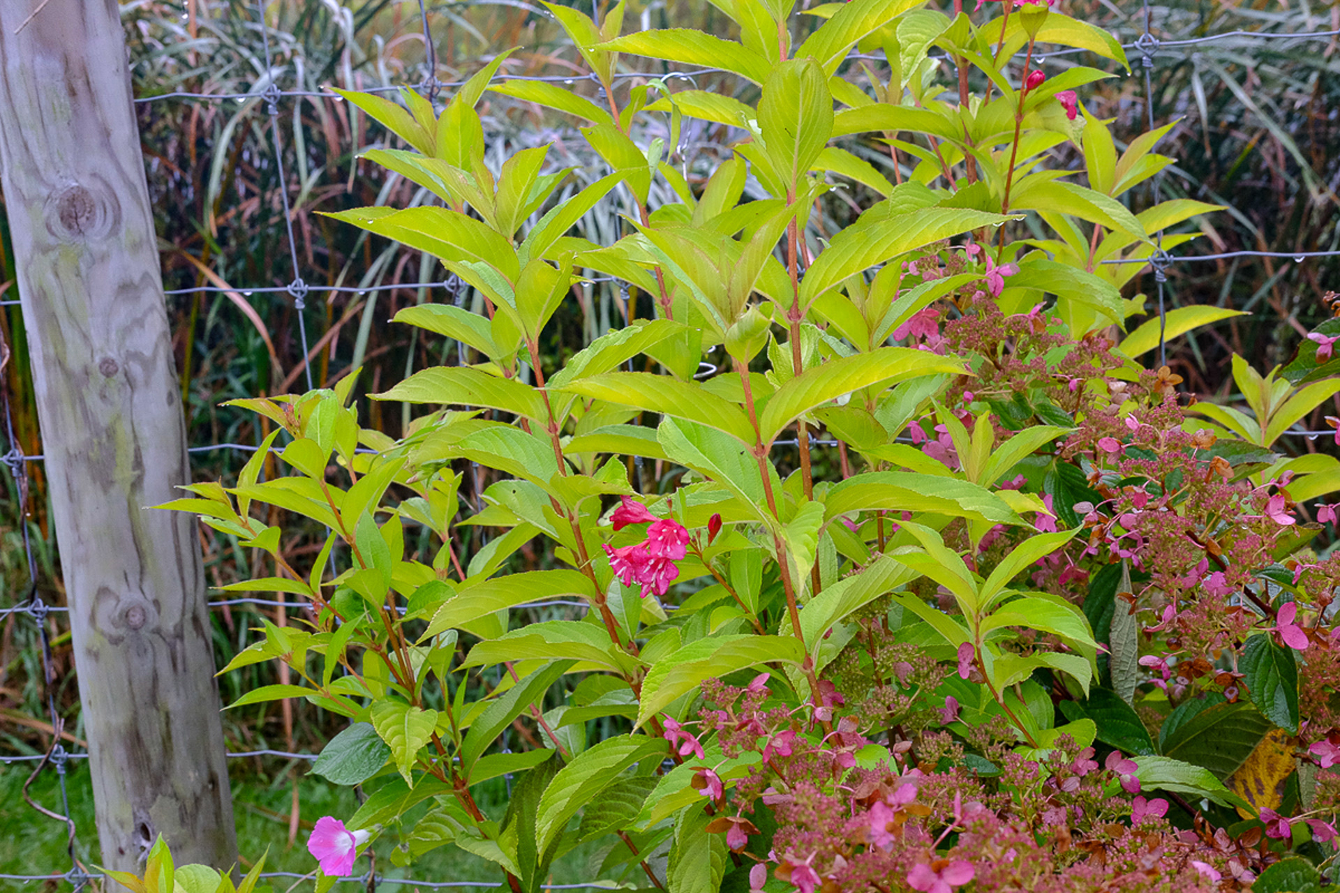 weigela florida 'Sonic Bloom® Ghost®'
