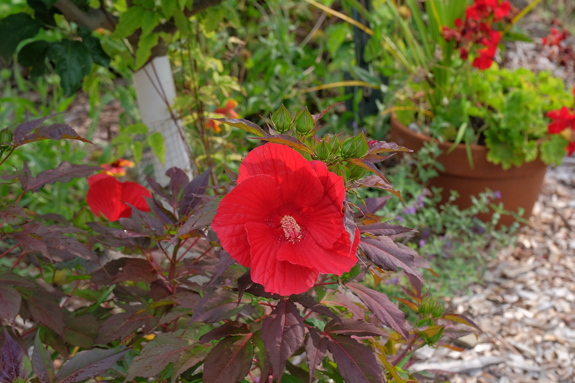 hibiscus 'Midnight Marvel'