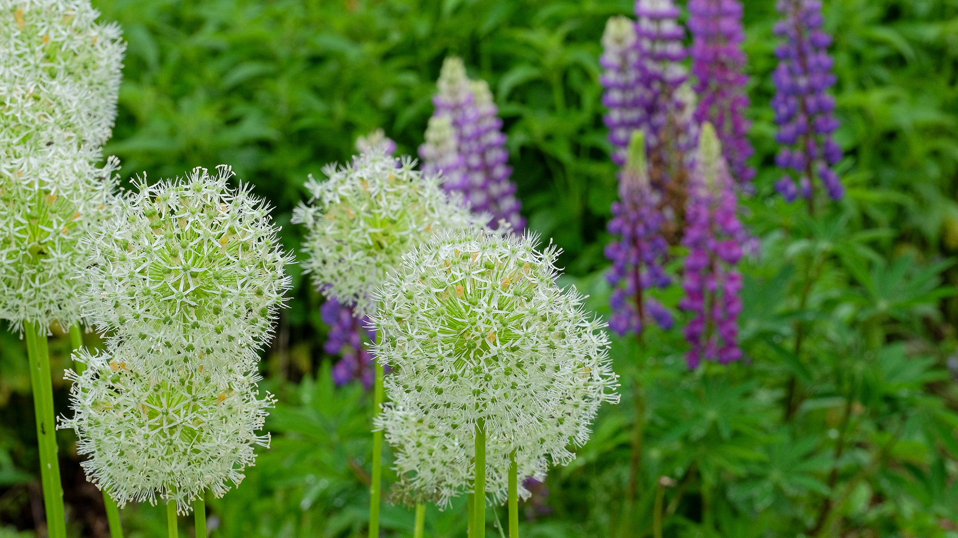 Allium stipitatum