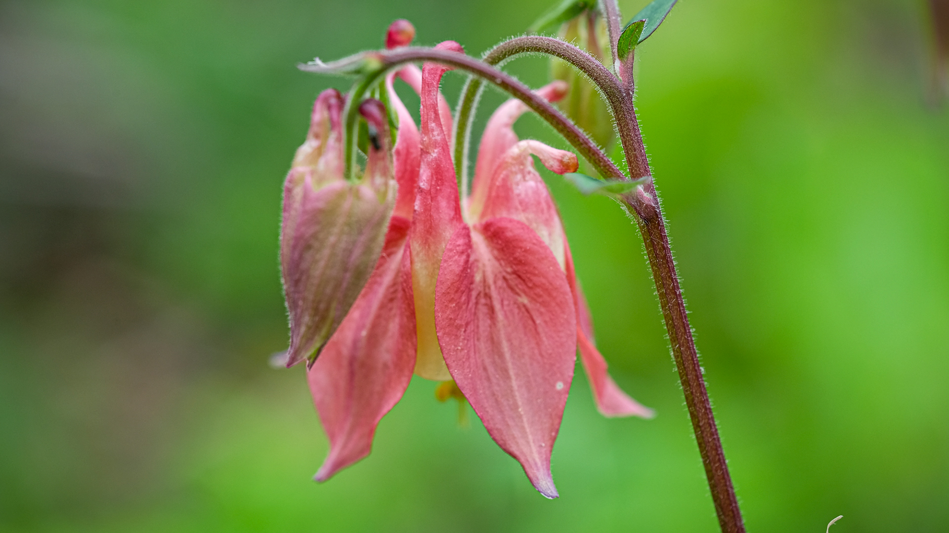aquilegia, columbine