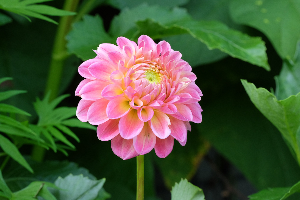 dahlia (NOID)