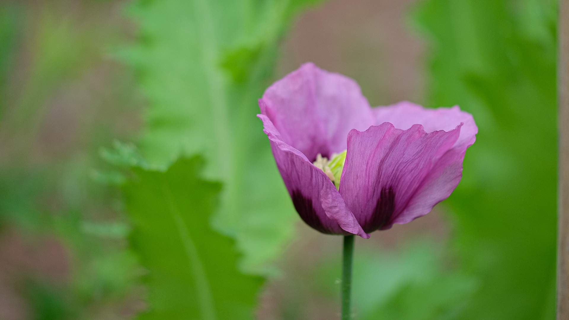papaver somniferum