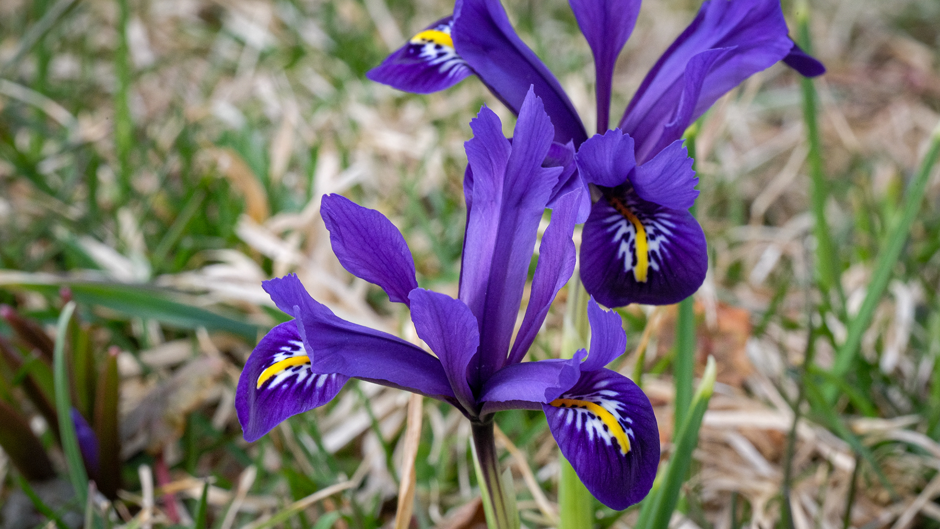 iris reticulata