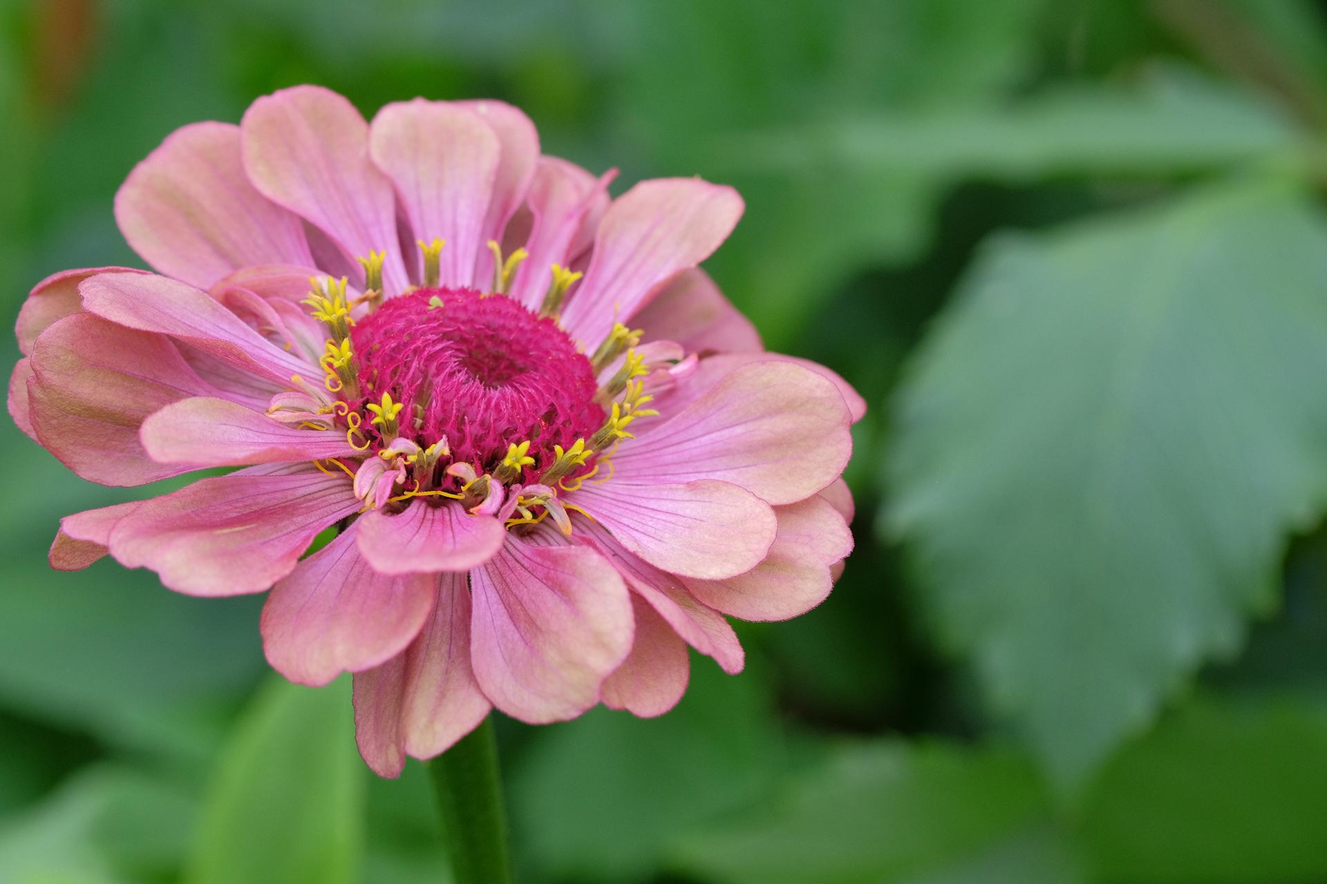 zinnia