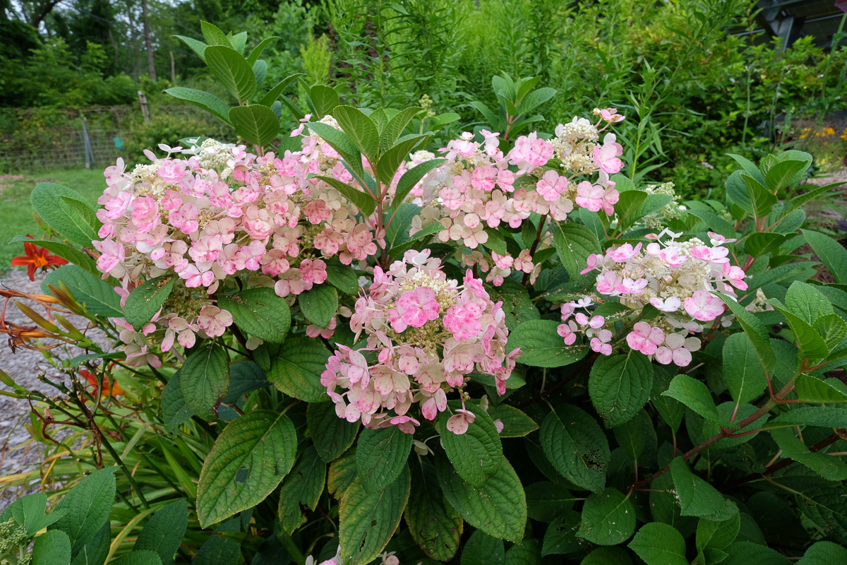 hydrangea paniculata