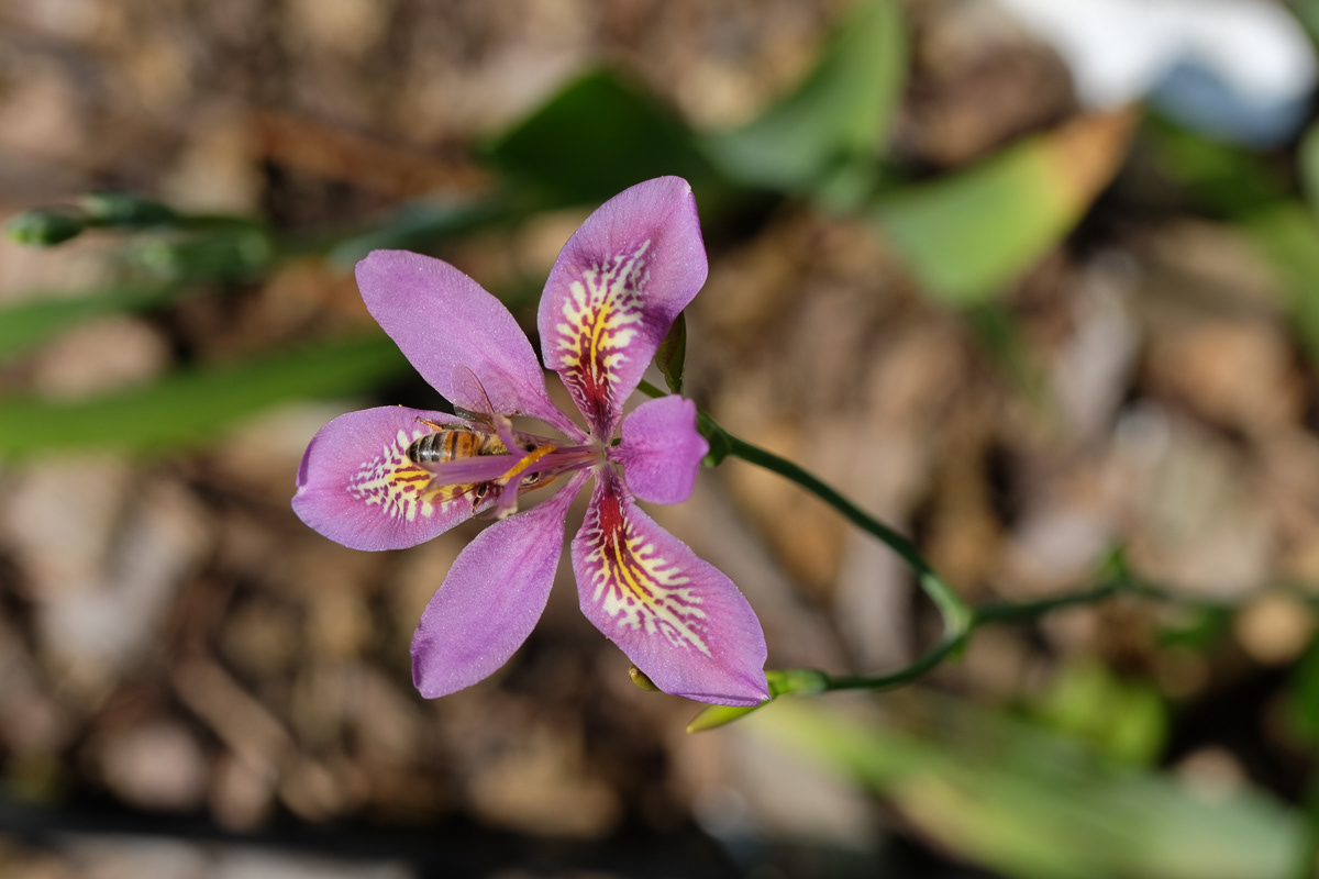iris norrisii