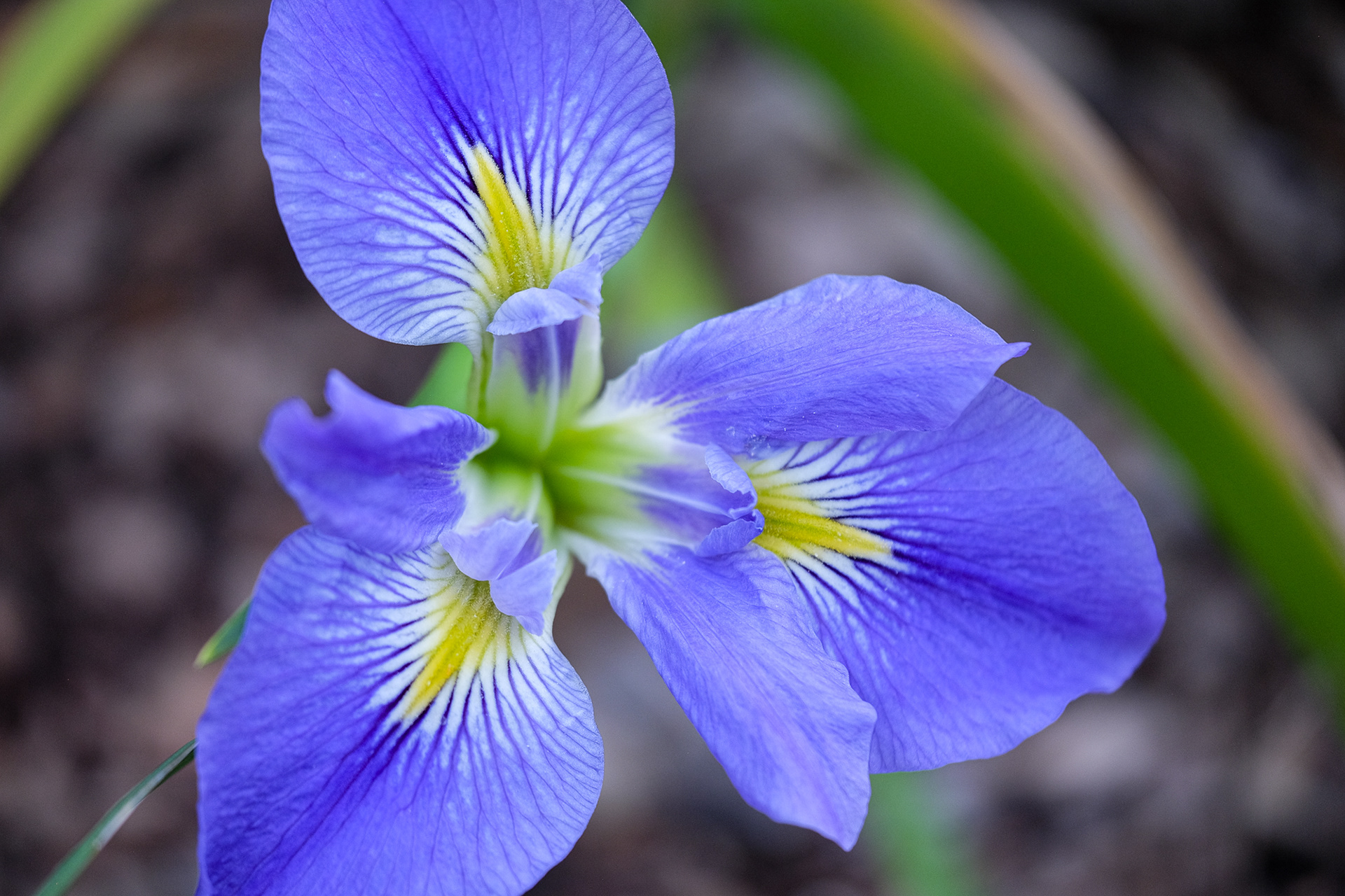 iris brevicaulis