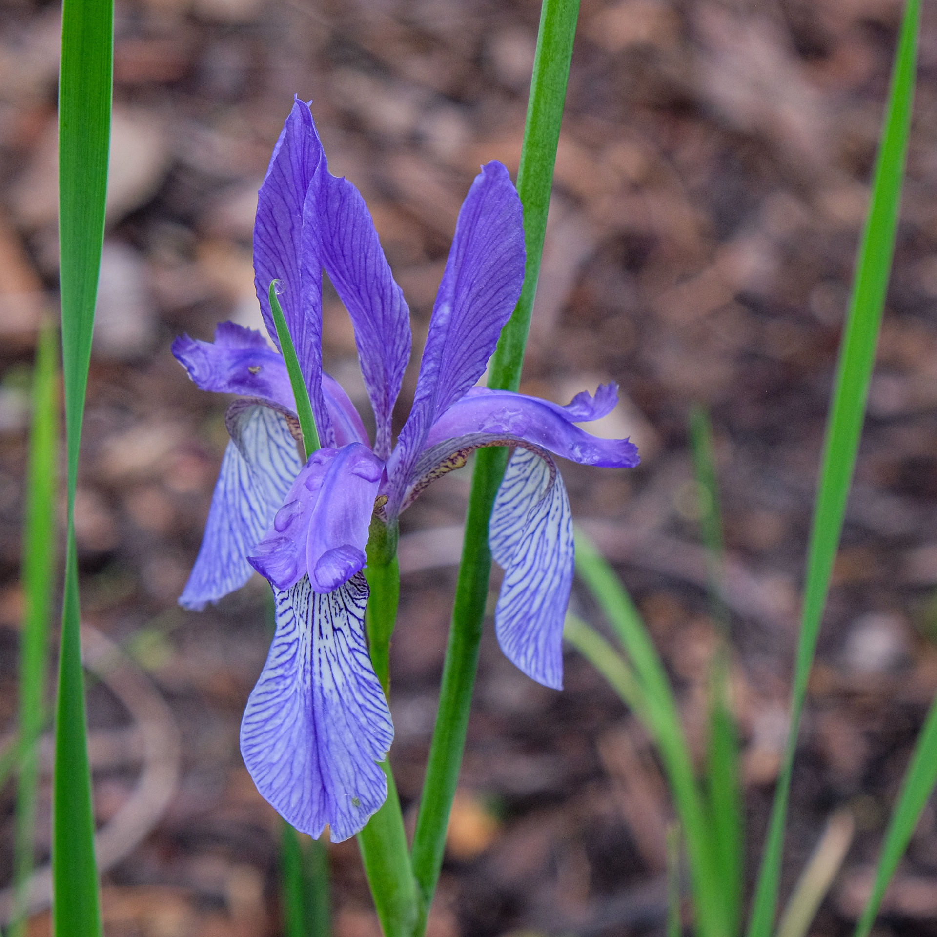 Species iris siberica from Matra Mtns. Hungary