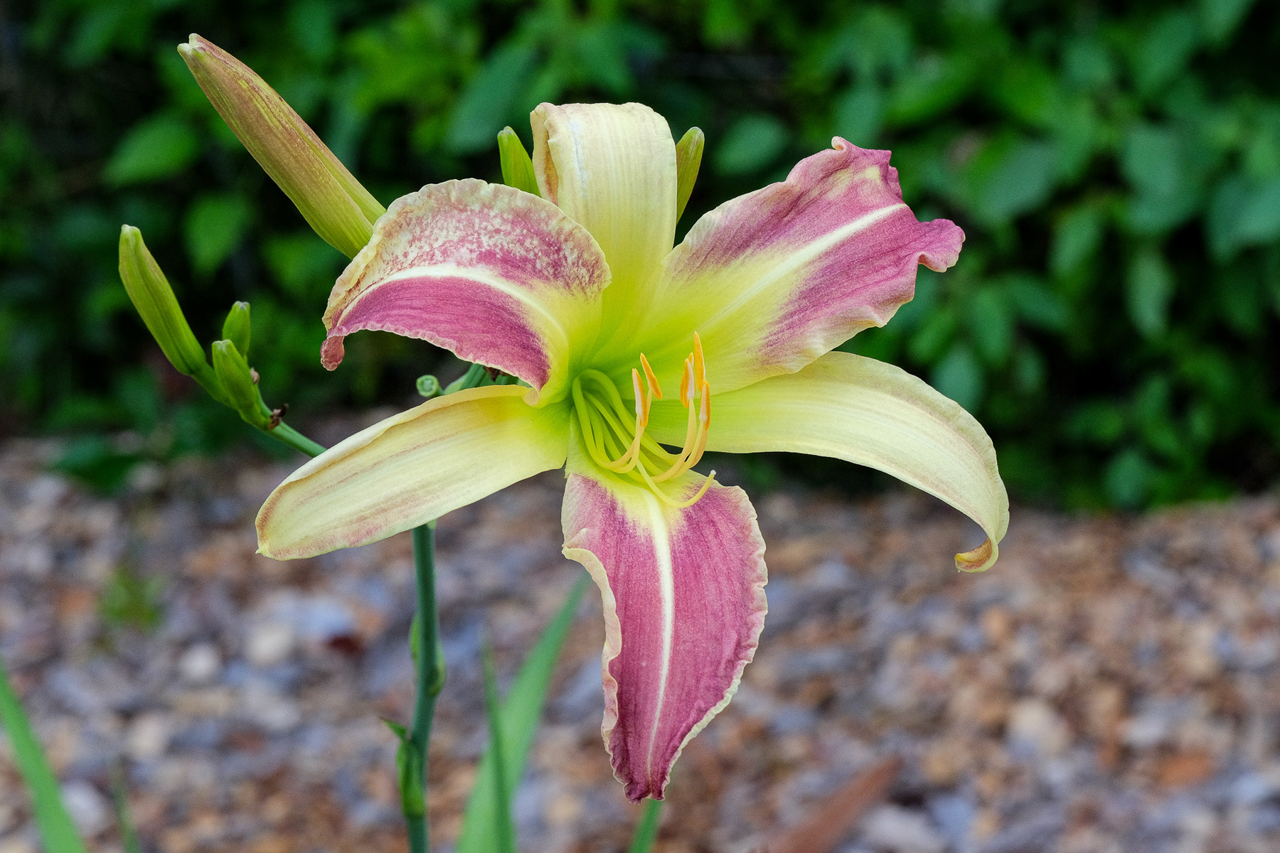 hemerocallis 'Cleo'