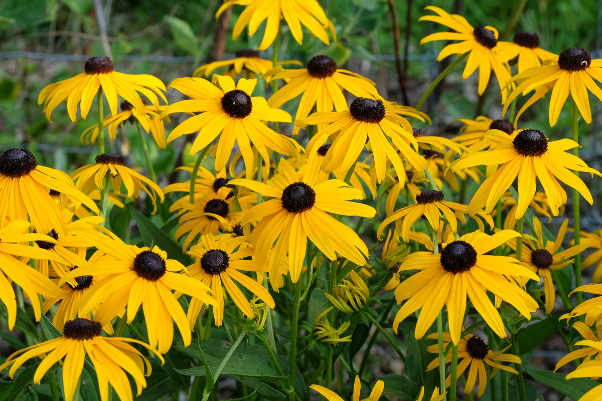 rudbeckia