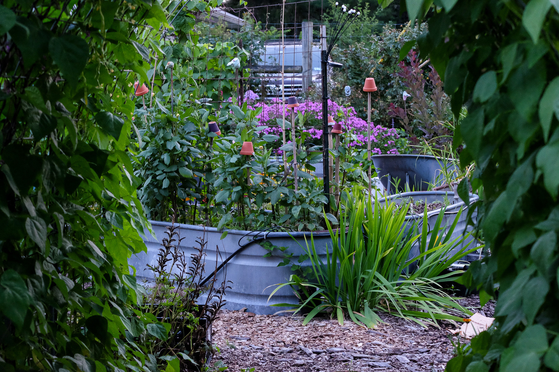 raised beds seen through the 'Bean Arch'