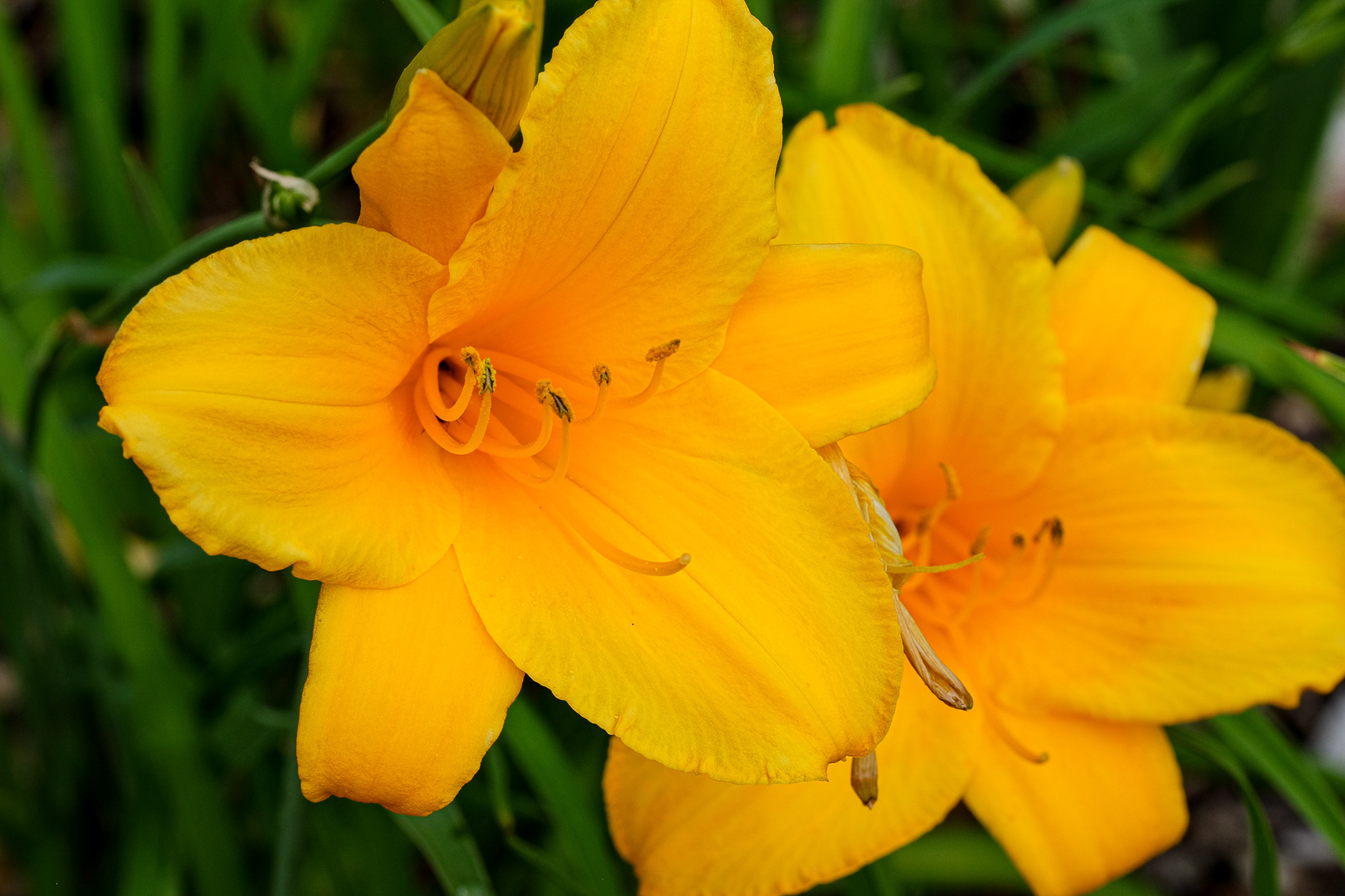 hemerocallis 'Spellbinder'