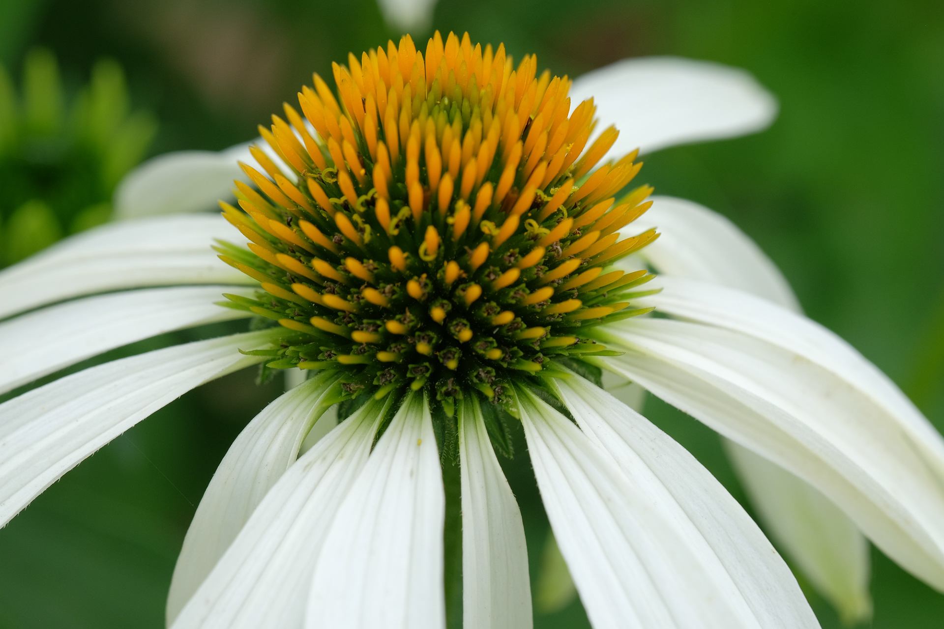 echinacea 'White Swan'