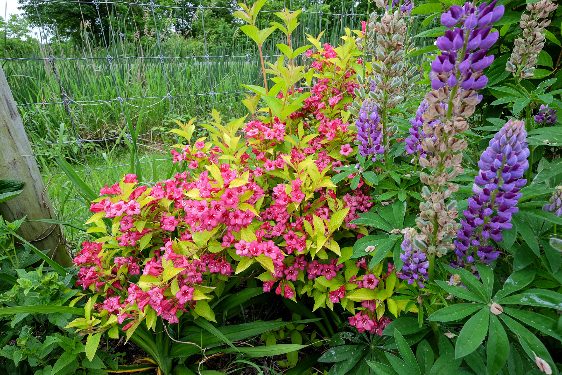 lupine in front of Golden Jackpot Weigela florida 'MonRigney'