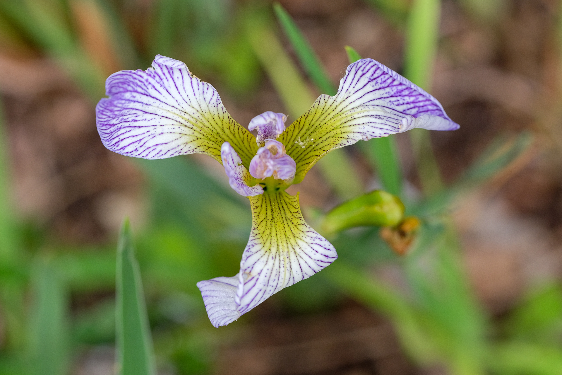 iris versicolor from SIGNA seed, 'Whodunit OP'