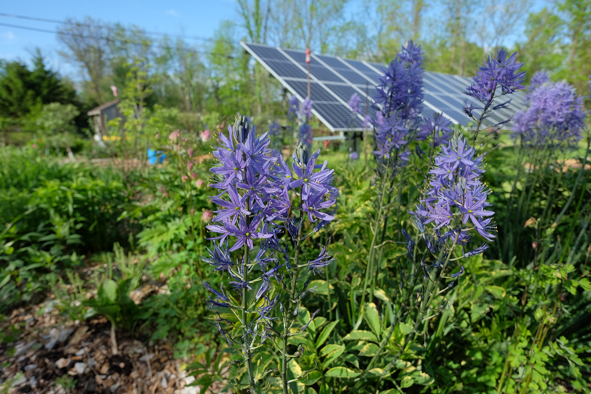 Camassia leichtlinii Caerulea