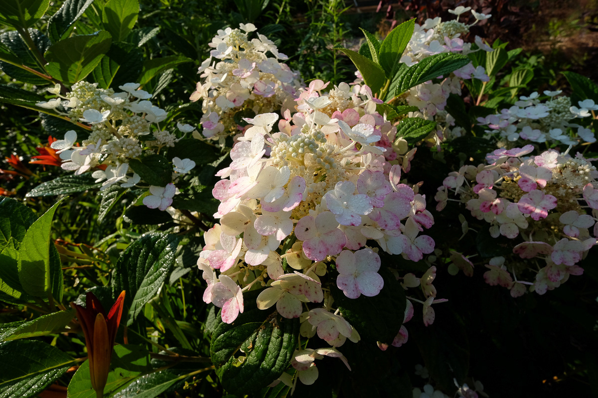 hydrangea paniculata