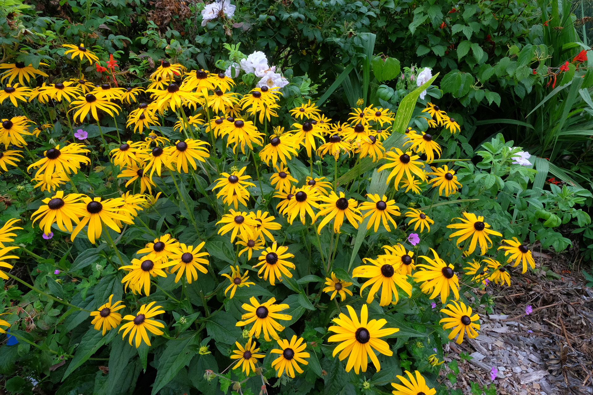 rudbeckia, brown-eyed Susan