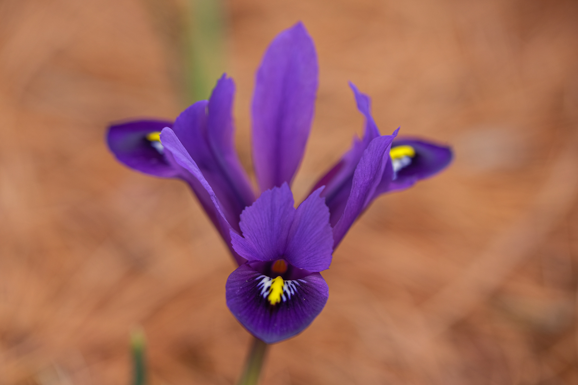 iris reticulata