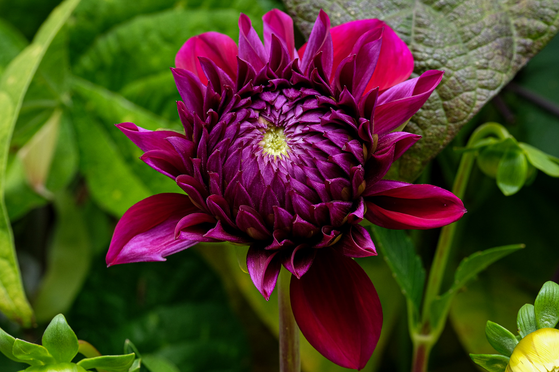 dahlia